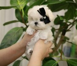 Priceless Pedigree Maltese Puppy Ready For Adoption
