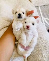 Home Raised Maltese Puppies