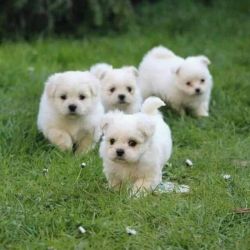 Four Teacup Maltese Puppies Needs a New Family