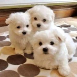 Top Class Maltese Puppies Available