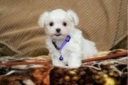 Trained Teacup Maltese Puppies