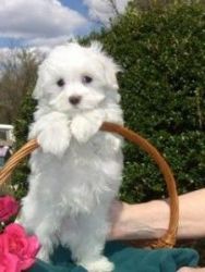 Adorable Maltese Puppies for Sale