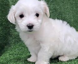Adorable outstanding Maltese Puppies Ready.