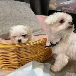 Stunning T-Cup Maltese Puppies