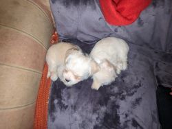 8 Week Old Shih Poo/Maltese Puppies