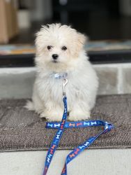 Maltese Puppy looking for a new home