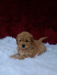 Maltese puppies tiny and also mini golden doodles