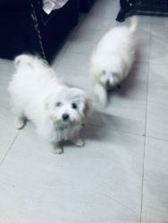 Maltese puppies for sales