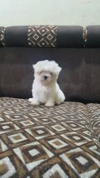 Beautiful Maltese puppies available