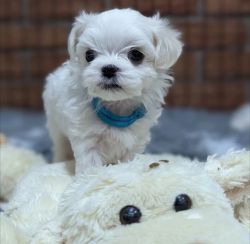 MALTESE PUPPIES READY FOR SALE