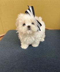 Baby Maltese pup