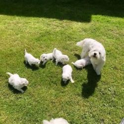 Female Maltese Puppies available