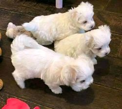 Female Maltese Puppies Available