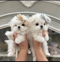 Two Females Teacup Maltese For Adoption