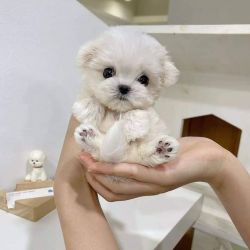 Free Maltese Puppies Available Now