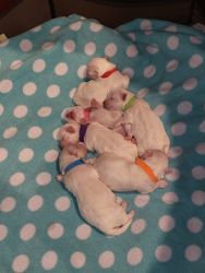 Maltese Bishon puppies for sale