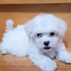 Lovely White Teacup Maltese puppies available