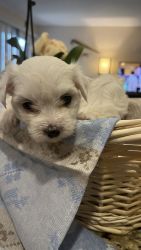 Maltese little girl looking for a new home ready in 2 weeks Lawrencevi
