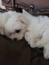 7 wk old maltese puppies