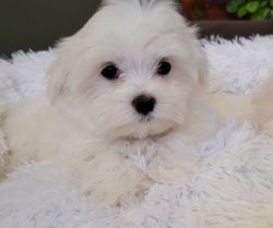Adorable x Maltese puppy