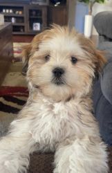 Sell puppy he’s maltes and Lhasa mixed 6 months old