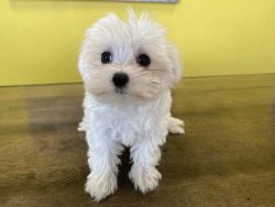 Ready now Maltese puppies