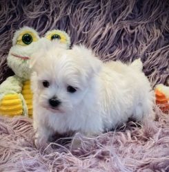 Home Trained Teacup Maltese Puppies For Sale.