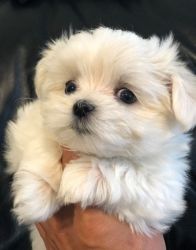 Neat and clean Maltese pups for Rehome