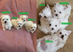 CHECK OUT THESE MALTESE PUPPIES