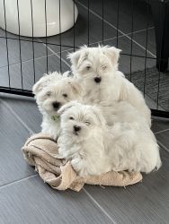 3 Available - 10 weeks old