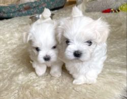 Stunning Maltese Puppy For Sale