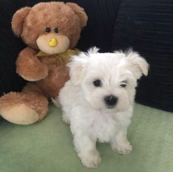 Adorable maltese for adoption