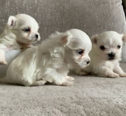 Healthy maltese for sale