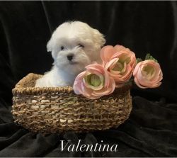 Valentina-available ON SALE!!