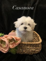 Casanova-available ON SALE!!