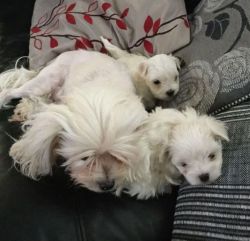 Healthy maltese for sale