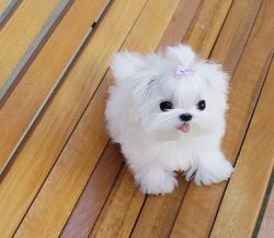 Obedient Maltese Puppies now