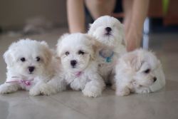 TWO OUTSTANDING MALTESE PUPPIES AVAILABLE