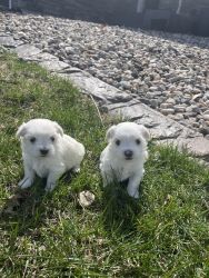 Maltese male puppies
