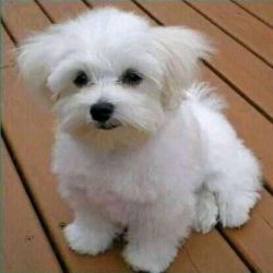 Maltese puppies for adoption pm at xxx-xxx-xxxx