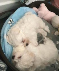 Beautiful maltese puppies