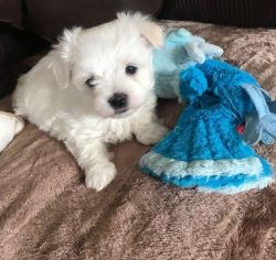 Luxurious maltese for sale