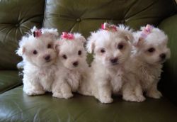 NICE AND HEALTHY MALTESE PUPPIES AVAILABLE.