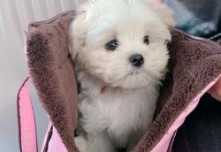MALTESE PUPPIES FOR SALE.