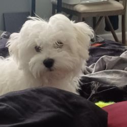 4 month old maltese male