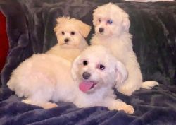 11 weeks maltese pups