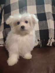 Maltese A.K.C. Registered prices marked down Males and Females