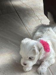 maltese puppies two girls for rehoming