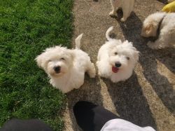 READY maltese puppies with Certificate Pedigree