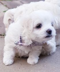 Stunning pure Maltese puppies for sale